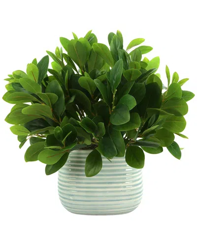 Creative Displays Peperomia Bush In Ceramic Pot In Green