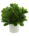 CREATIVE DISPLAYS CREATIVE DISPLAYS PEPEROMIA BUSH IN FIBERSTONE POT