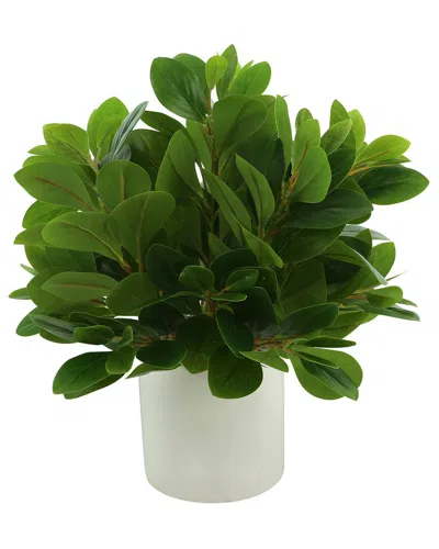 Creative Displays Peperomia Bush In Fiberstone Pot In Green