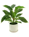 CREATIVE DISPLAYS CREATIVE DISPLAYS ROHDEA JAPONICA BUSH IN A CERAMIC POT