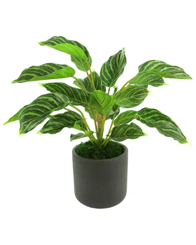 Creative Displays Rohdea Japonica Bush In Fiberstone Pot In Black