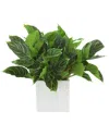 Creative Displays Rohdea Japonica Plant In Fiberstone Pot