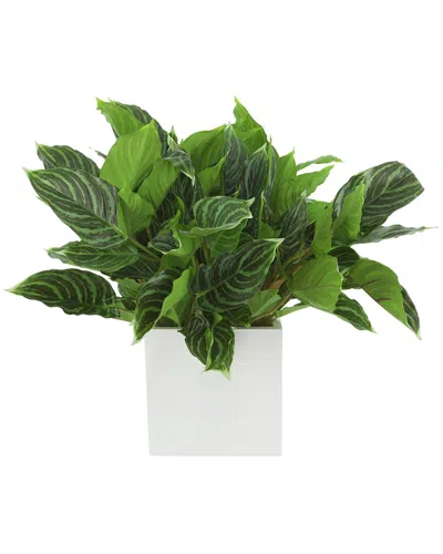 Creative Displays Rohdea Japonica Plant In Fiberstone Pot In Green