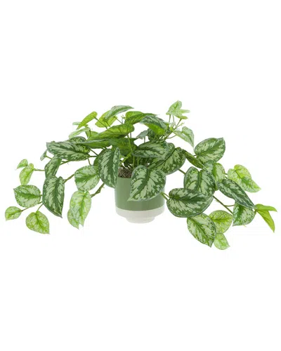 Creative Displays Scindapsus Bush In Ceramic Pot In Green