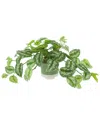 Creative Displays Scindapsus Bush In Ceramic Pot In Green