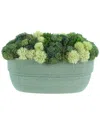 Creative Displays Sedum Arrangement In Ceramic Pot In Green