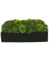 Creative Displays Sedum Arrangement In Rectangular Planter In Green