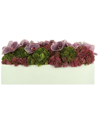 Creative Displays Sedum Arrangement With Orchids In Burgundy