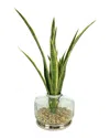 Creative Displays Snake Plant Arrangement In Green