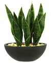 Creative Displays Snake Plant In Green