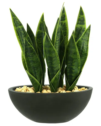 Creative Displays Snake Plant In Green