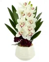 CREATIVE DISPLAYS CREATIVE DISPLAYS WHITE & BURGUNDY ORCHID & SEDUM ARRANGED IN A WHITE CERAMIC  POT