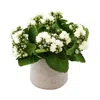 Creative Displays White Kalanchoe Floral Arrangement In Multi