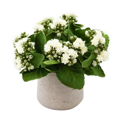 Creative Displays White Kalanchoe Floral Arrangement In Multi