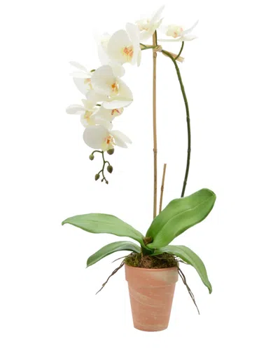Creative Displays White Orchid Floral Arrangement