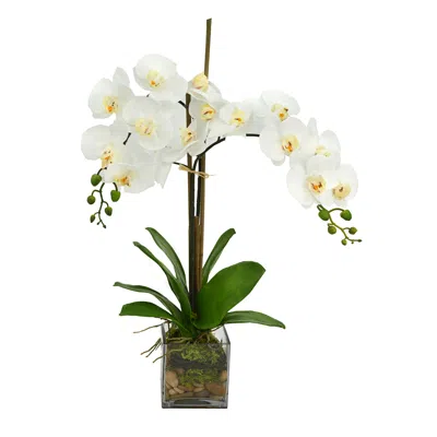 Creative Displays White Orchid Floral Arrangement In Multi