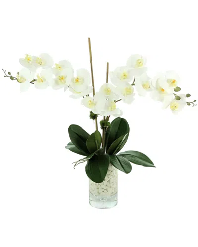 Creative Displays White Orchid Floral Arrangement In Multi