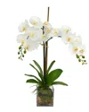 Creative Displays White Orchid Floral Arrangement In Multi