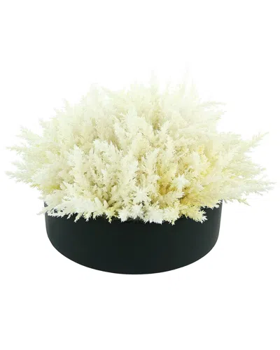 Creative Displays White Pampas Floral Arrangement In Black