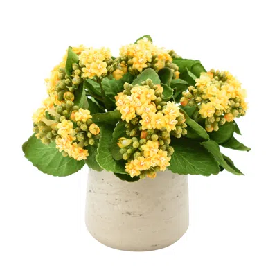 Creative Displays Yellow Kalanchoe Floral Arrangement In Multi
