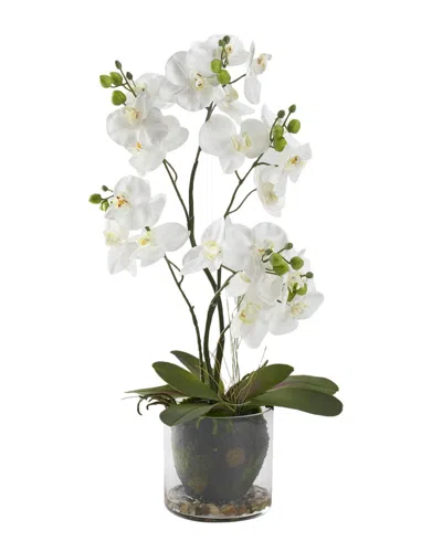 D&w Silks 24in Phael Orchids In Glass Bowl In White