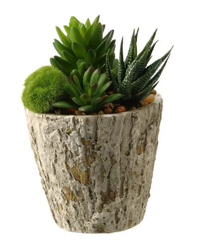 D&w Silks Aloe And Succulents In Weathered Oak Look Cement Planter In Green