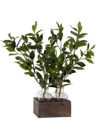 D&w Silks Bay Leaf Branches In Glass Jars In Wooden Crate In Green