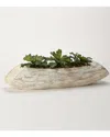 D&w Silks Double Ruffle Echeveria In White Wash Wooden Log