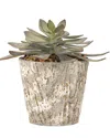 D&w Silks Frosted Echeveria In Cement Pot