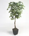 D&w Silks Inc 6ft Ficus Tree In Square Metal Planter