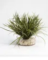 D&w Silks , Inc Grass With Seashells In Glass Vase