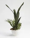 D&w Silks , Inc Mother In Lawfts Toung, Jade Plant And Staghorn Fern In Small White Bowl