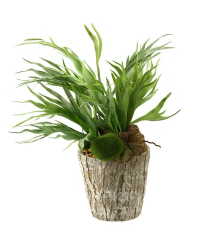 D&w Silks Mini Staghorn Fern In Weathered Oak Look Cement Planter In Multi