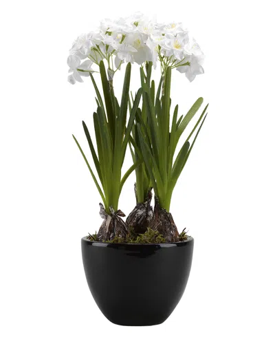 D&w Silks Paperwhite Bulbs In Round Ceramic Planter