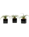 D&w Silks Set Of 3 Curly Tillandsia In Black Ceramic Cube