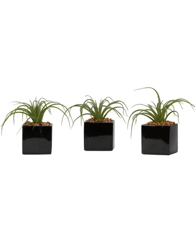 D&w Silks Set Of 3 Curly Tillandsia In Black Ceramic Cube
