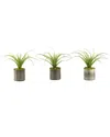 D&w Silks Set Of 3 Light Green Curly Tillandsia In Round Tin Planter