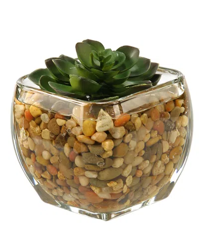 D&w Silks Small Echeveria In Glass Cube In Transparent