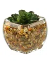 D&w Silks Small Echeveria In Glass Cube
