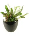 D&w Silks Succulent