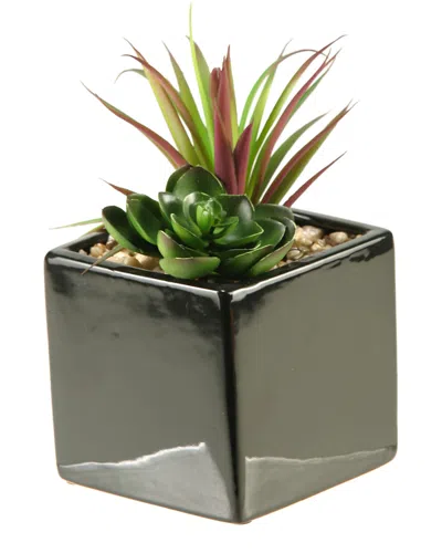 D&w Silks Succulent And Echeveria In Square Black Ceramic Planter In Green