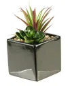 D&w Silks Succulent And Echeveria In Square Black Ceramic Planter