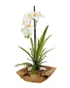D&w Silks White Vanda Orchid In Square Wooden Bowl In White