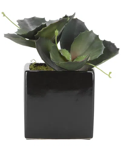 D&w Silks Wild Succulents In Square Black Ceramic