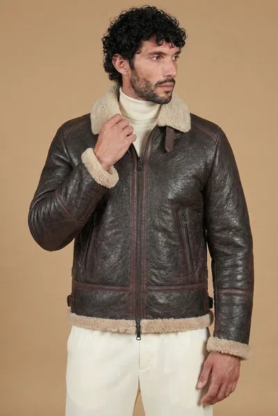 D'arienzo Dark Brown Shearling Lamb Biker Jacket Shirt Buckle Collar