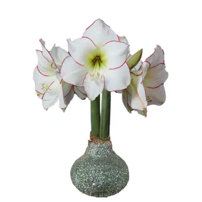 Daylily Nursery Picasso Sage Green Glitter Base 32+