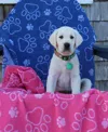 Delilah Home Drytek High Performance Dog Bath Towel 30" X 54" In Blue