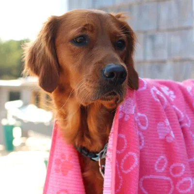 Delilah Home Drytek High Performance Pet Towel (1 Pack)- 30" X 54" In Pink