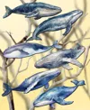 Designocracy Holiday Wooden Clip-on Ornaments Humpback Whales Set Of 6 G. Debrekht In Multi Color