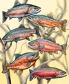 Designocracy Holiday Wooden Clip-on Ornaments Wild Salmon Tales Set Of 6 G. Debrekht In Multi Color
